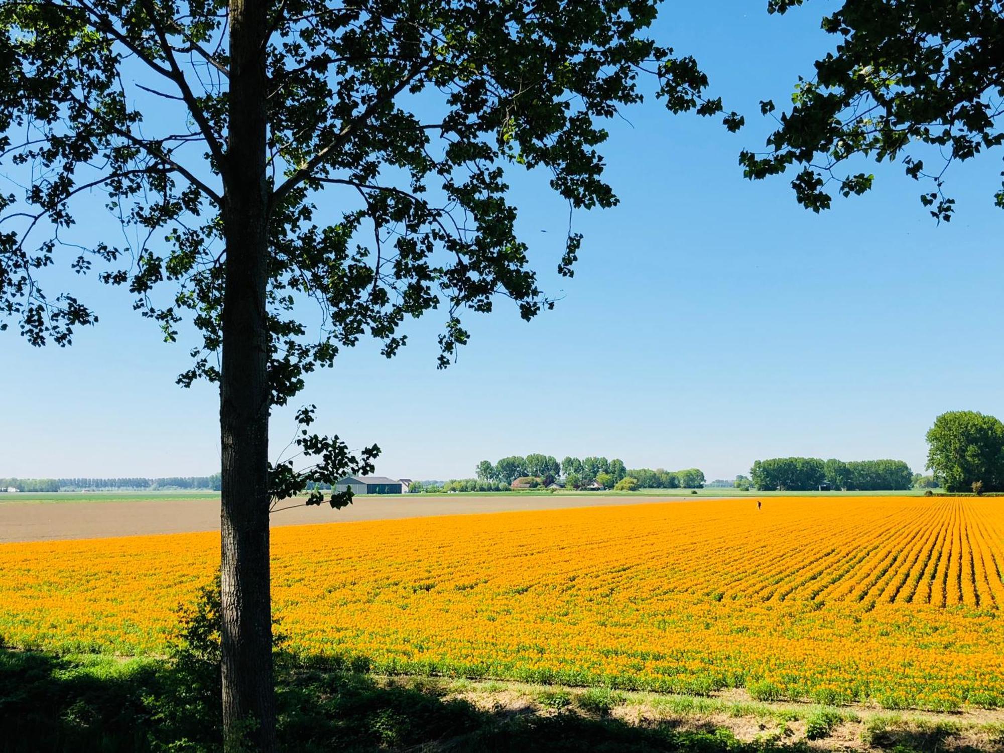 Slapen Bij De Zeeuwse Lala Bed & Breakfast IJzendijke ภายนอก รูปภาพ